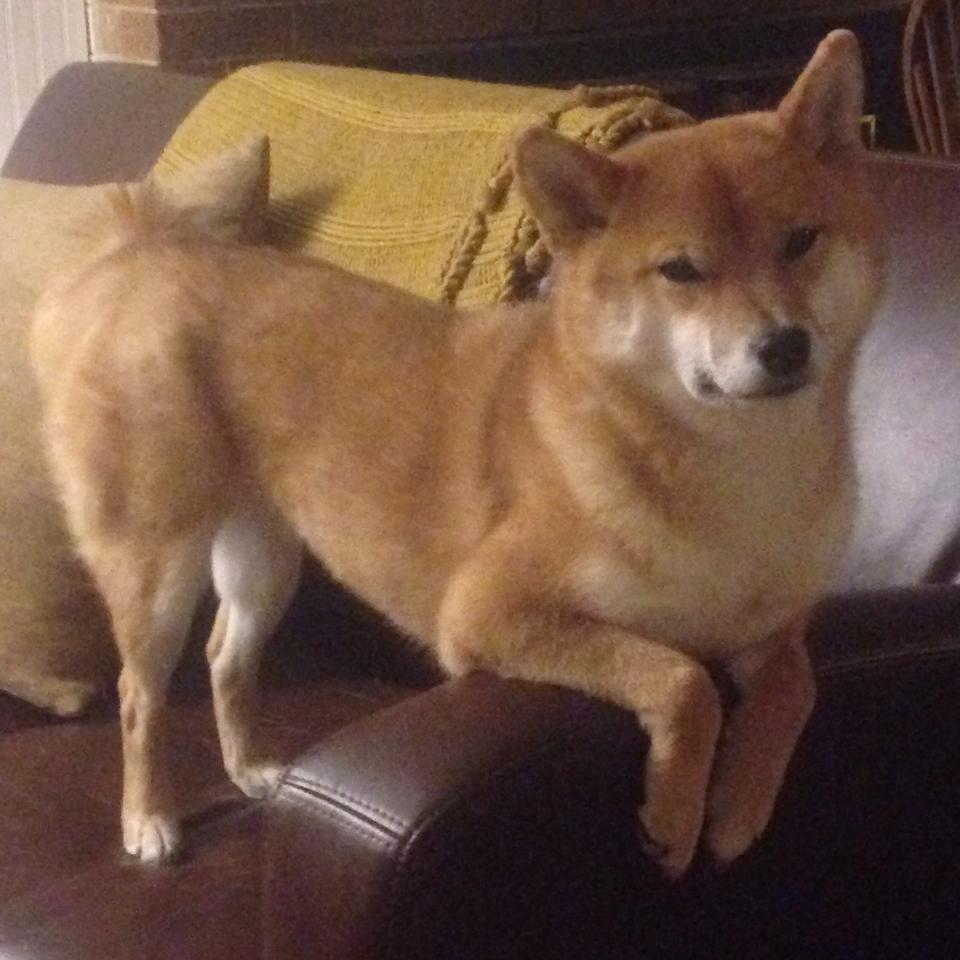 “尼古拉斯·桑特基：阿根廷美洲狮队的核心人物，未来前景广阔”